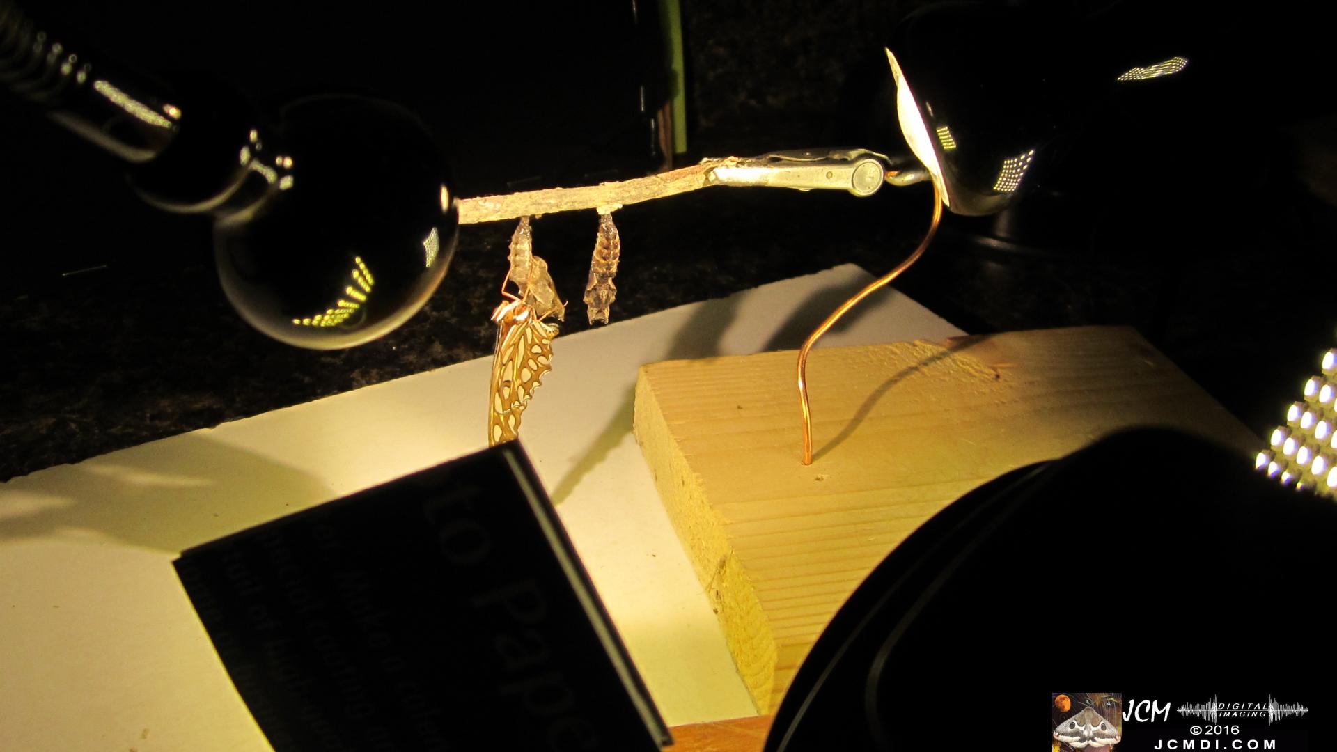 20160919 760 Gulf Fritillary Butterfly Emerged adult in studio.jpg